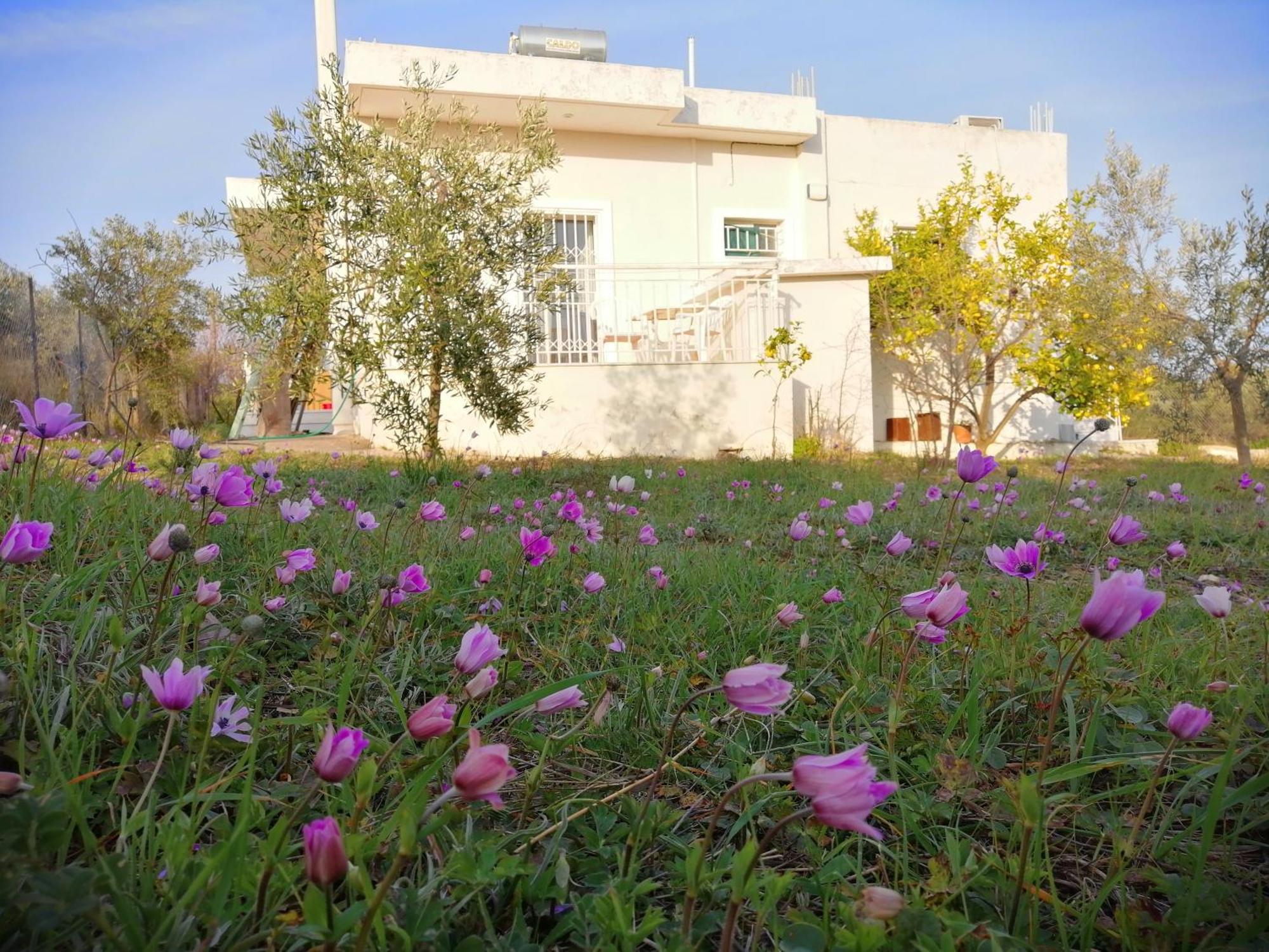 Costasfarmhouse, Pallini, Near Athens Airport Apartment Exterior photo