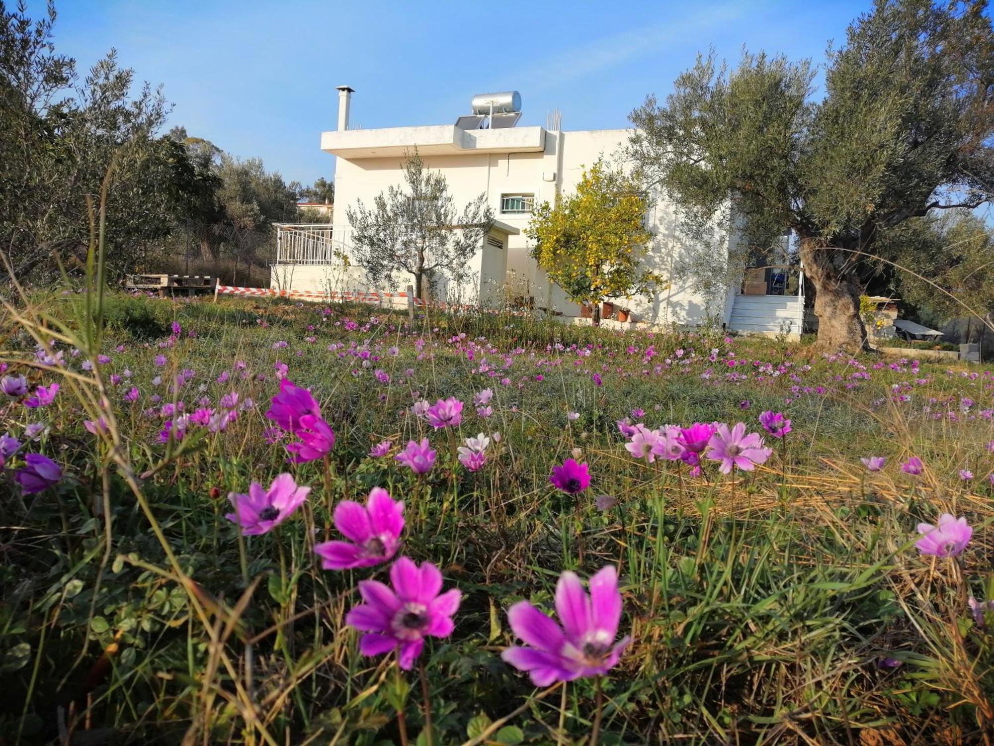 Costasfarmhouse, Pallini, Near Athens Airport Apartment Exterior photo